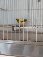 Ich habe 2 männliche Kanarienvögel mit einem Käfig Nordrhein-Westfalen - Iserlohn Vorschau