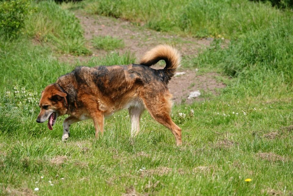 Tierschutzhund Nora sucht ein Zuhause in Winsen (Luhe)
