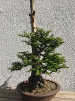 Bonsai Eibe, Taxus baccata Solitär Hessen - Baunatal Vorschau