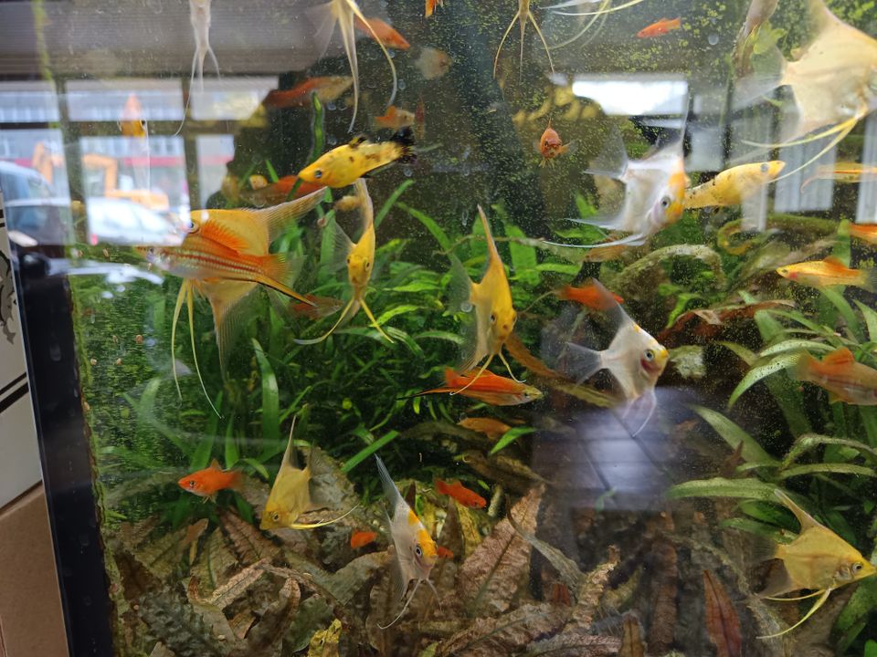 Aquarium fischen SKALAR in Centrum