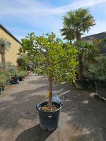 Citrus Latifolia Limettenbaum 30/35 Nordrhein-Westfalen - Oer-Erkenschwick Vorschau