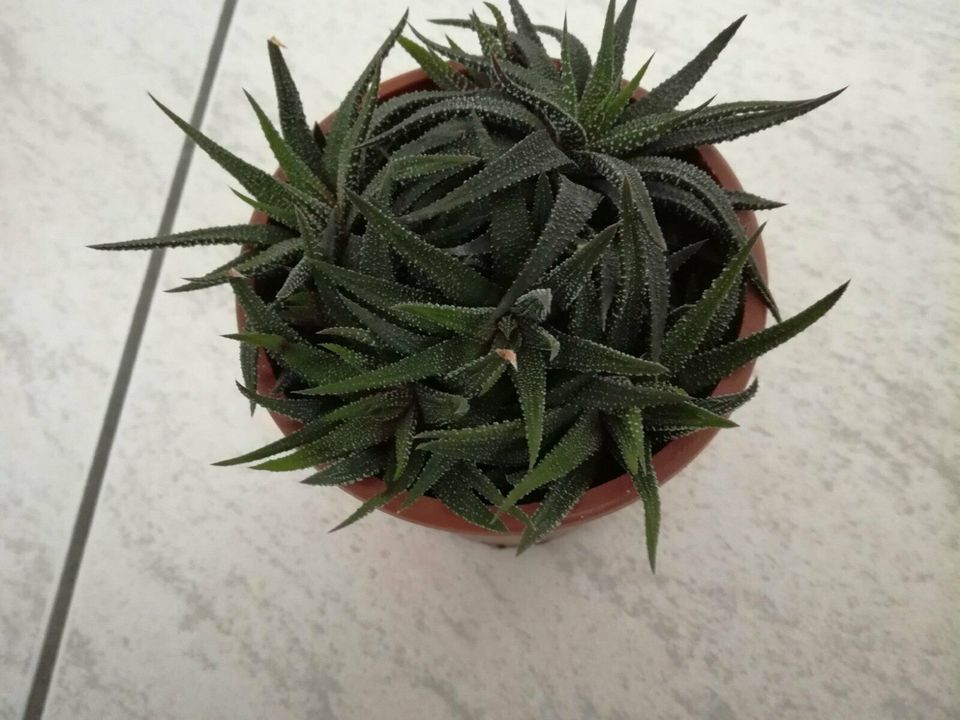 Sukkulenten / Aloe Vera / Haworthia - Zimmerpflanze in Burgrieden