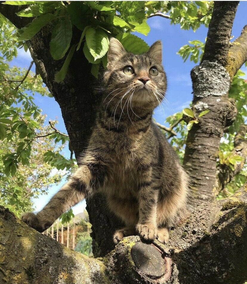 Katze vermisst/entlaufen❗️- 18059 Wahrstorf in Rostock