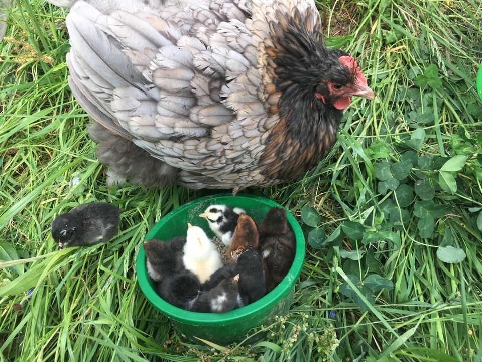 (keine)Bruteier Bunt Blumenhuhn Orloff Marans Orpington Aurocaner in Striegistal