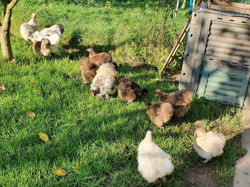 Seidenhuhn bruteier in Siegen