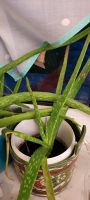 Aloe Vera Pflanzen abzugeben Hessen - Edertal Vorschau
