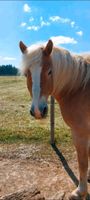 Biete Reitbeteiligung  (Pferd sucht Reiter) Bayern - Obing Vorschau