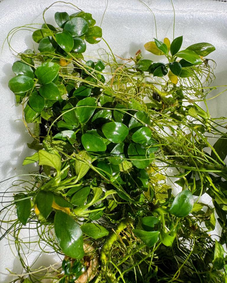 Wasserpflanzen  "Anubias"  Bucephalandra, Moose, verschiedene Art in Ehningen