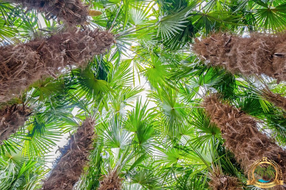 Trachycarpus Fortunei 130cm große Hanfpalme mit Pflanzenpass in Parkstein