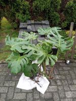 Große Monstera Niedersachsen - Aschendorf Stadt Papenburg Vorschau