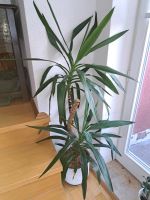Yucca Palme Thüringen - Erfurt Vorschau