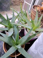 Aloe Vera Pflanze Sachsen - Lauter Vorschau