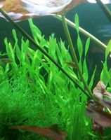 Vallisneria Asiatische Vallisnerie Aquariumpflanzen Nordrhein-Westfalen - Hamm Vorschau