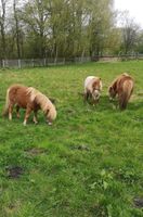 Pony Ponyfamilie 3 Stuten Essen - Essen-Borbeck Vorschau