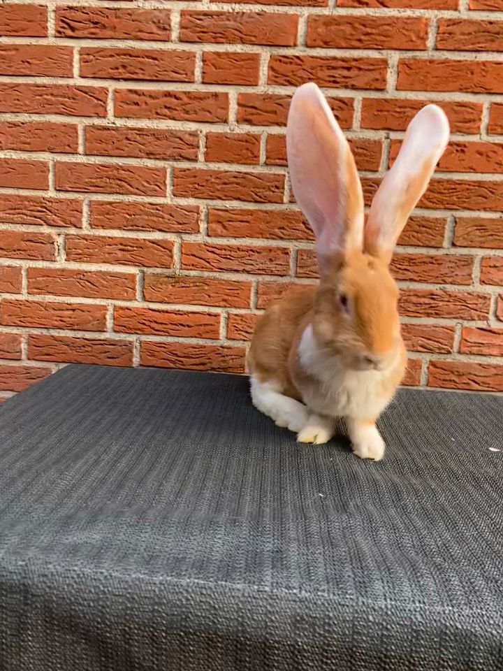 Kaninchen/Riesen Weiß Ohr Rammler in Aurich