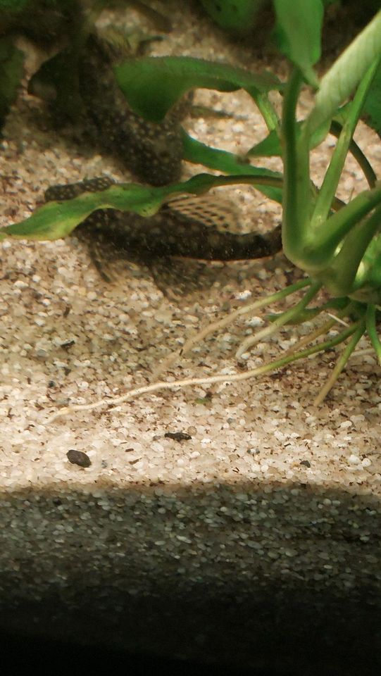 Aquarium komplett mit Fische abzugeben in Monheim am Rhein