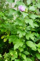 Hibiskus rosa winterharte Gartenpflanze Süd - Niederrad Vorschau