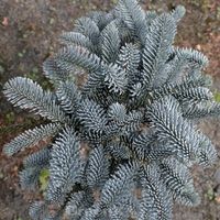 Blaue Edeltanne 30-40cm - Abies procera Niedersachsen - Bad Zwischenahn Vorschau