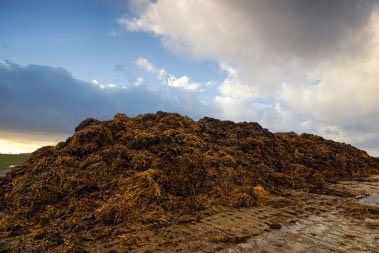 Pferdemist Biogas Substrat und Mist Lieferung in Schwerte