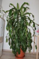 Duftender Drachenbaum Palme Zimmerpflanze Pflanze im Topf! Niedersachsen - Ilsede Vorschau
