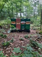 Ableger (Buckfast)auf Dadant US mod ab Anfang Juni Bienen Imkerei Herzogtum Lauenburg - Büchen Vorschau
