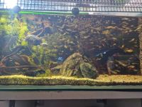 Guppy Nachwuchs Fische fürs Aquarium ab 0.50€ Nordrhein-Westfalen - Mönchengladbach Vorschau