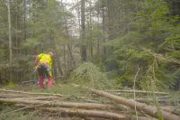 Hilfe beim Holz machen, Brennholz/Waldarbeit Baden-Württemberg - Weil der Stadt Vorschau