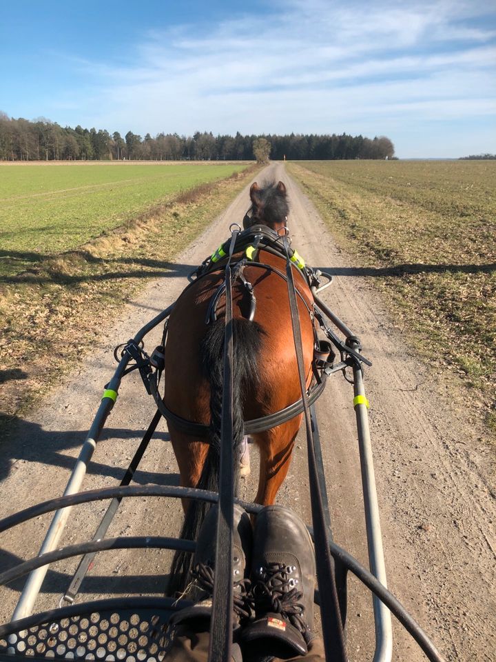 Suche Reitbeteiligung oder Fahrbeteiligung in Kirchlinteln