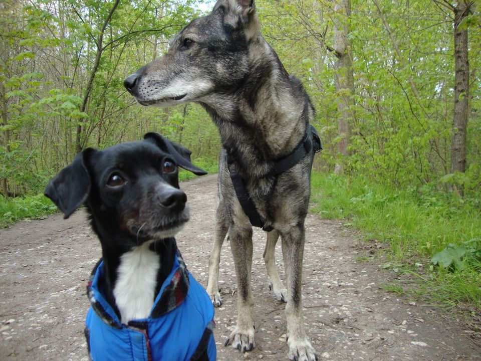 Gassiservice, Einzelrunde für den Hund, Katzenbetreuung in Leipzig