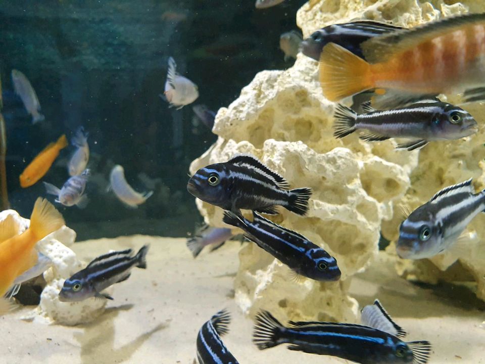 Malawi Melanochromis Maingano in Vohburg an der Donau