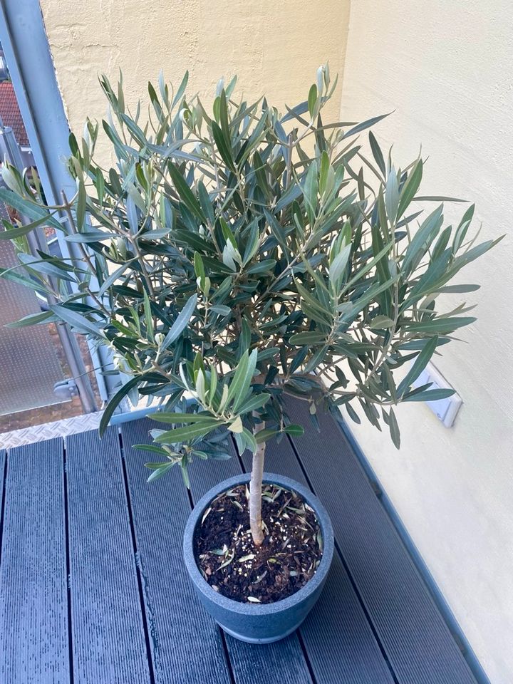 ✅NEU✅Olivenbaum Stamm Olive 80 - 180cm Olea Europaea Baum 5 in Bad Soden am Taunus