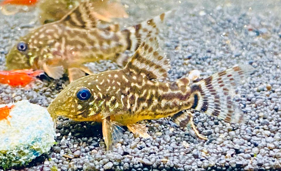 Corydoras Sterbai, Welse Jungtiere, Orangeflossen Panzerwels in Bottrop