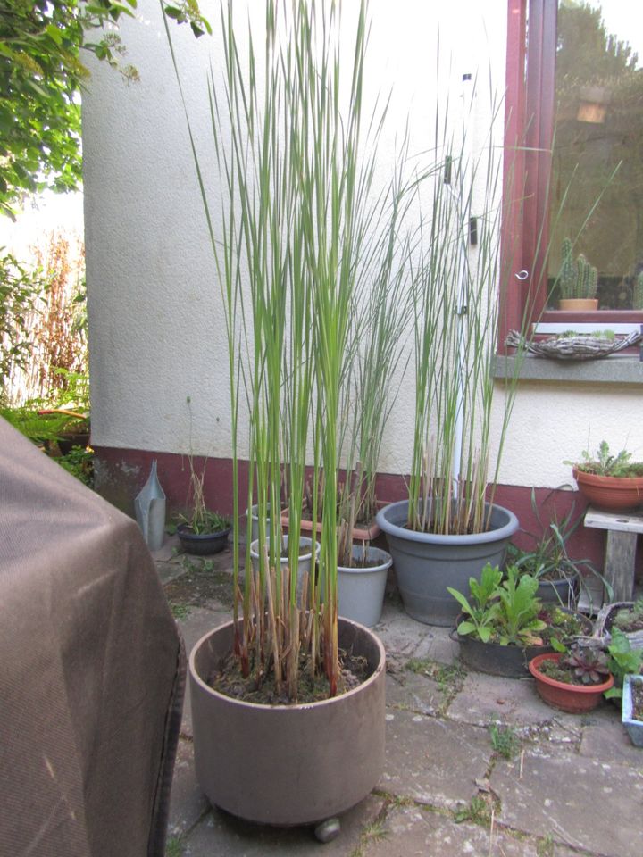 Rohrkolben / Teichpflanze / Wasserpflanze / Gartenpflanze in Schwalbach a. Taunus