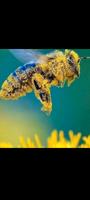 Bienenenzucht Nachfolger gesucht Bayern - Obertraubling Vorschau