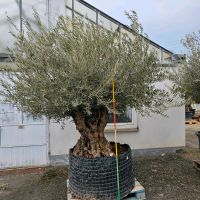 Olivenbaum Olea europea Bonsai Gartenpflanze Hessen - Wiesbaden Vorschau