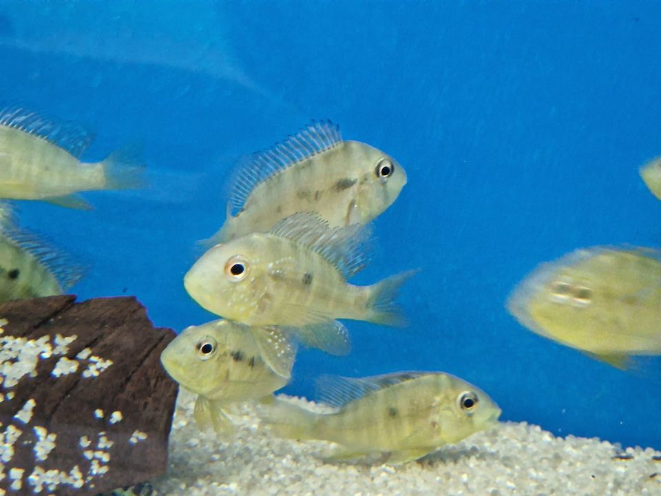 Gymnogeophagus balzanii, Ballonkopf-Erdfresser in Rügland