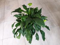 Einblatt, Spathiphyllum | groß, XXL Hessen - Dreieich Vorschau