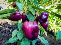 Paprika - diverse Sorten rot gelb orange süß saftig LECKER TOP!!! Bayern - Waigolshausen Vorschau