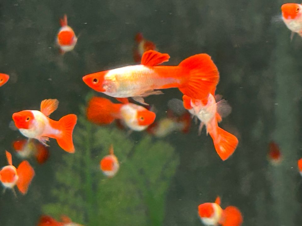 Koi Red Cap  Guppy 3-3,5cm  Männchen u. Weibchen in Rangendingen