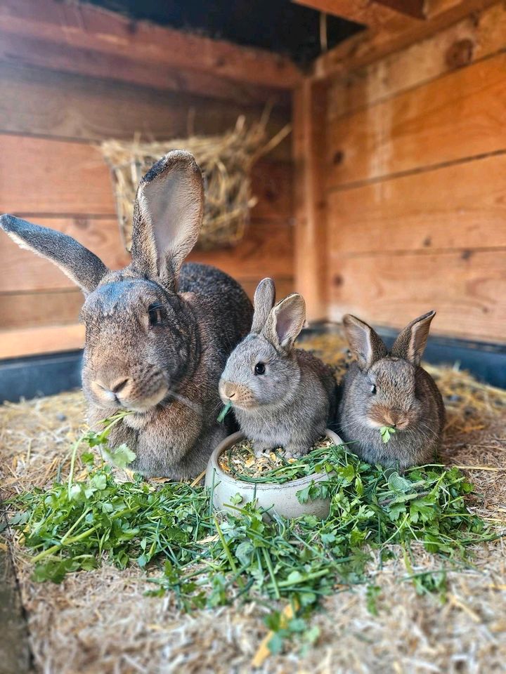 Riesenmix Kaninchen Häsin und Rammler in Wedemark