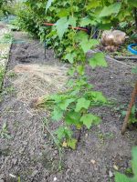 Johannesbeeren und Stachelbeeren pflanzen Berlin - Spandau Vorschau