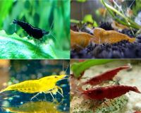 10 Stück Blau,Rote,Gelb oder Orange Neocaridina Garnelen Aquarium Sachsen - Kamenz Vorschau