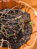 Mehrere große Ableger Pfefferminze Pepper mint Garten Pflanze Hessen - Lohra Vorschau