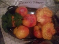 Tomatenpflanzen ! Fleischtomaten siehe auch Bilder  usw ... Niedersachsen - Uplengen Vorschau