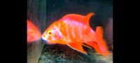 New !!! Aulonocara Firefish Pink Red OB Albino  Schautiere!!! Baden-Württemberg - Kohlberg Vorschau