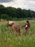 Pony sucht Reit/Pflegebeteiligung Brandenburg - Höhenland Vorschau