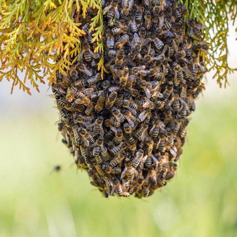 Bienenschwarm kostenlos einfangen – Imker/in hilft! in St. Ingbert