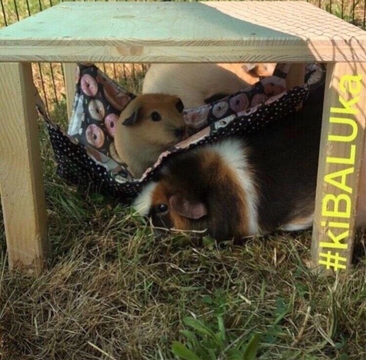 Kuschelsachen Hängematten für Meerschweinchen *kiBALUka Zubehör in Lüdenscheid