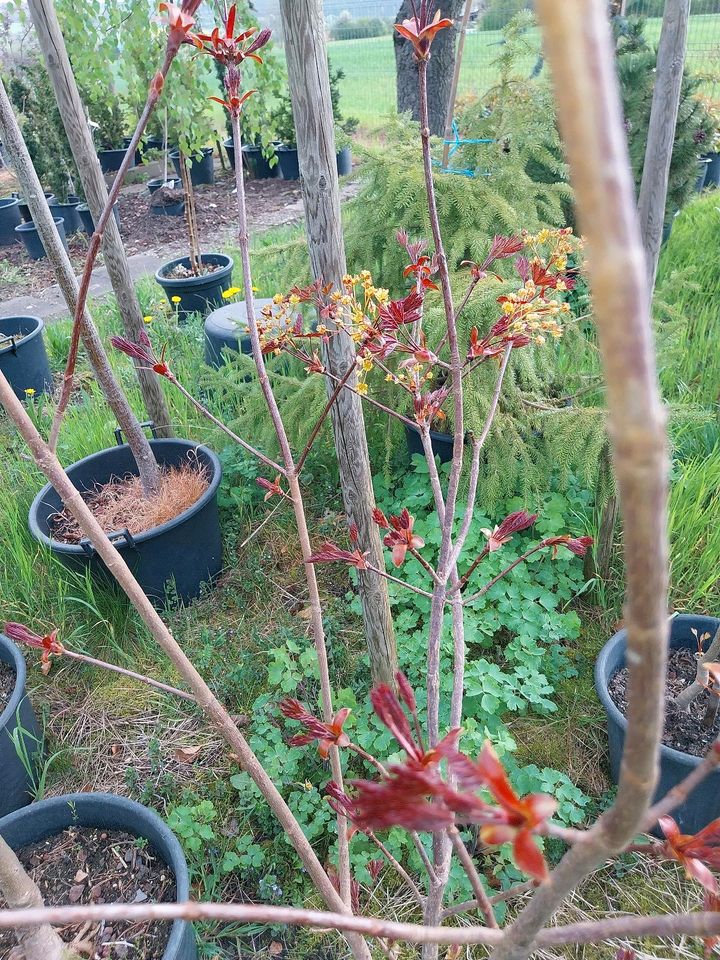 Roter Spitz-Ahorn,Baum blühend, rotes Laub, Superpreis, 1,5- 2,3m in Gießen