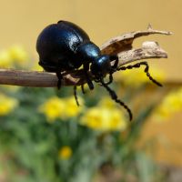 Grundstück Wald Wiese Garten kleiner Acker Streuobstwiese gesucht Bayern - Marktbreit Vorschau